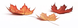 Automne